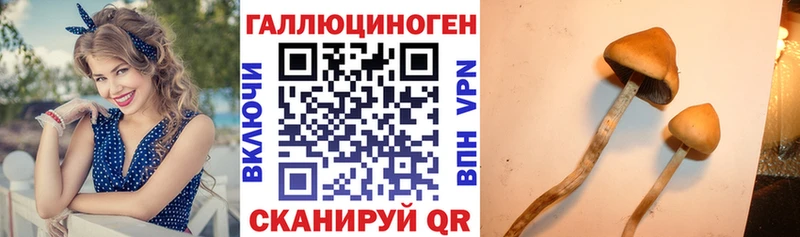 где купить наркотик  Пикалёво  Галлюциногенные грибы GOLDEN TEACHER 